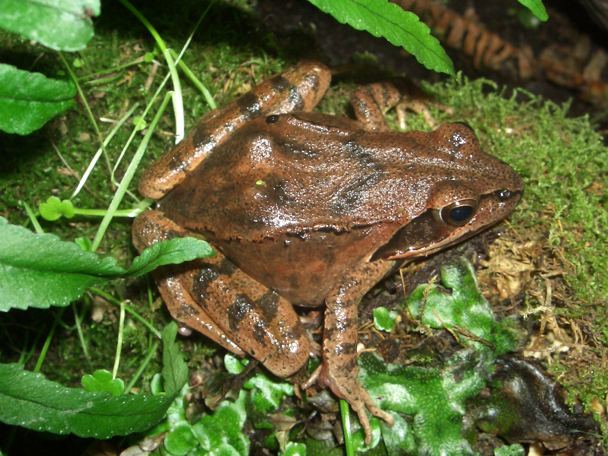 Dalmatina o Lataste? Probabile temporaria